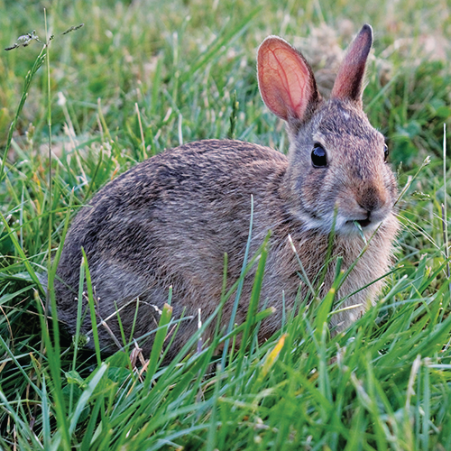 Rabbit_Hunting