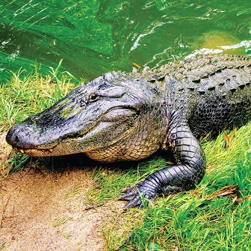 Alligator_Hunting